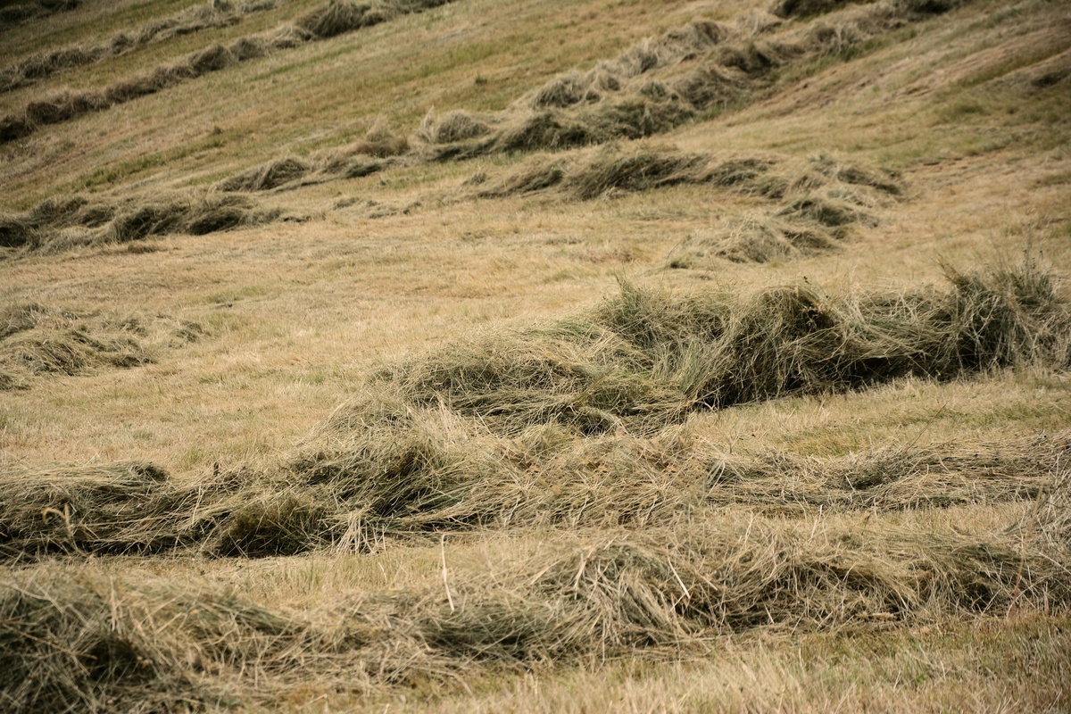 landwirtschaftliche Fl�che